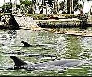 Captive dolphins