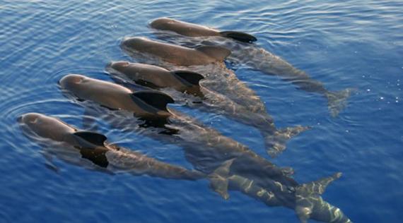 Pilot whales