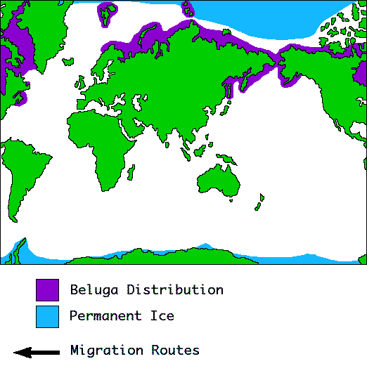 beluga whale drawing. eluga whale habitat. eluga