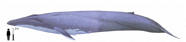 Blue whale image