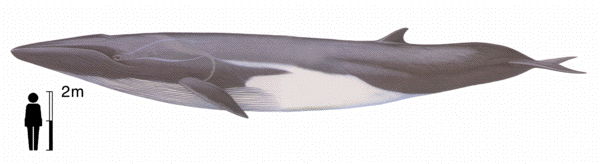 Fin whale image