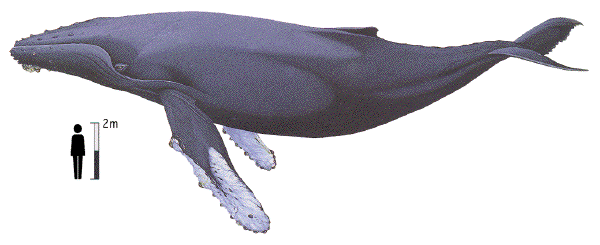 Humpback whale image