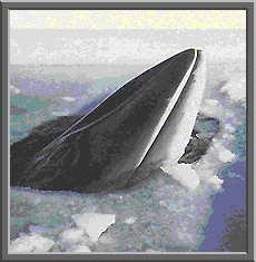 Minke whale image