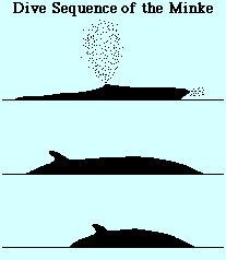 Minke whale Dive Sequence
