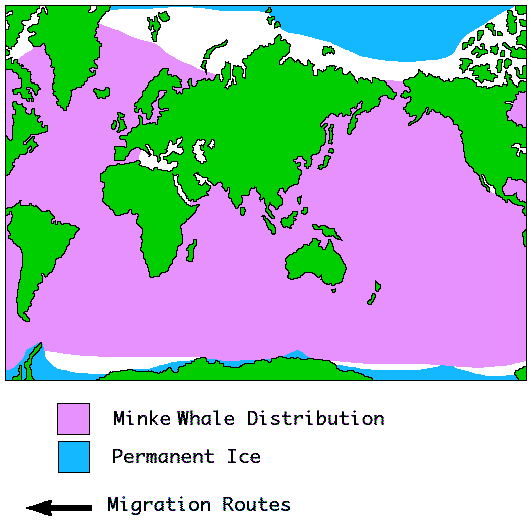 Minke whale Distribution Map