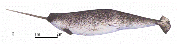 Narwhal image