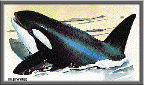 Killer whale image