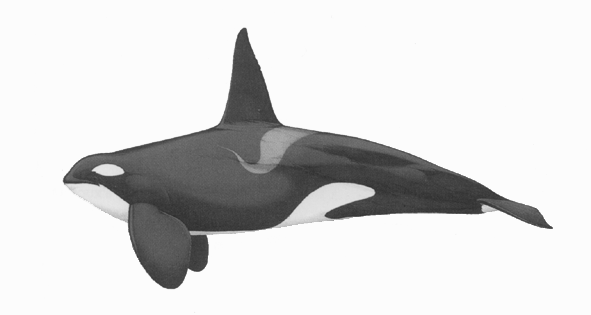 Killer whale image
