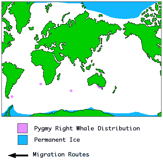 Pygmy Right whale Distribution Info