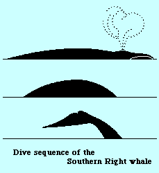 Right whale Dive Sequence