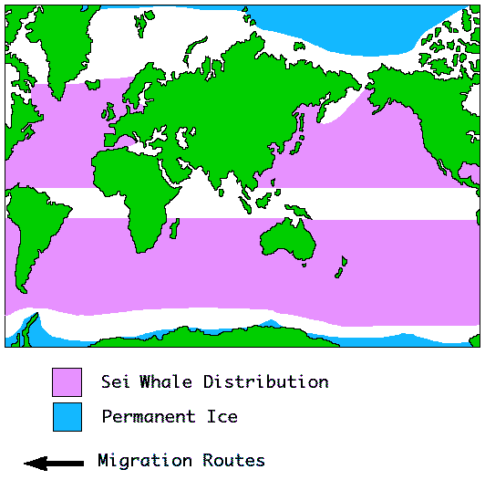 Sei whale Distribution Map