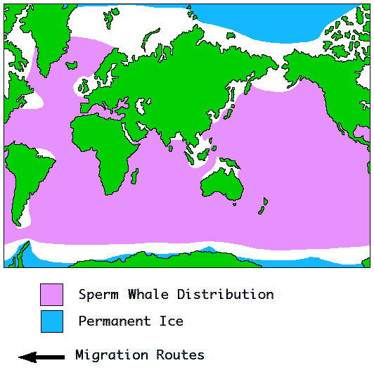 Habitat sperm whale