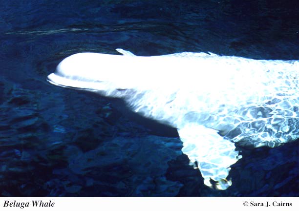 beluga whale. 106k jpg Beluga Whale