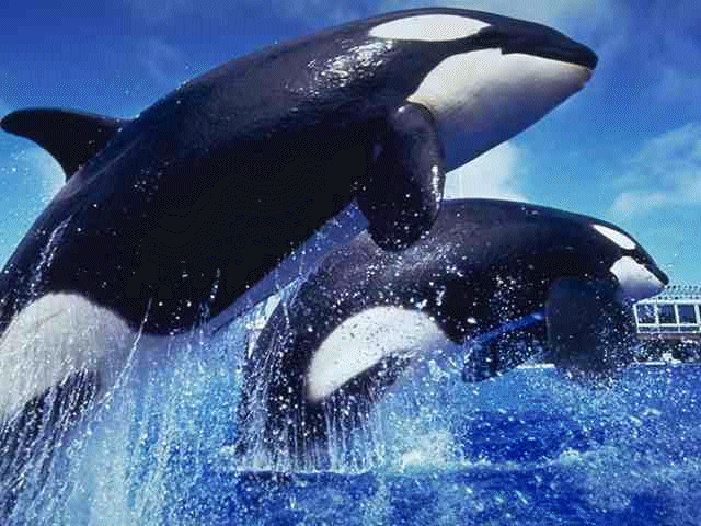 http://www.whales.org.au/gallery/orca1.gif