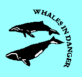 Whaledesk Webcam