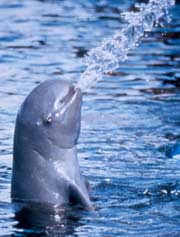 Dolphin spits water