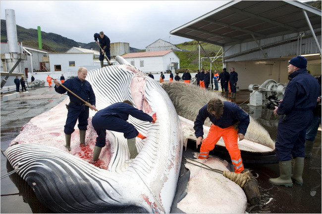 Whalers cut open a 35-ton Fin whale caught off the coast of Iceland.