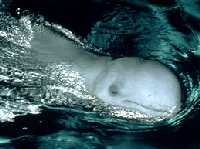 Irrawaddy Dolphin