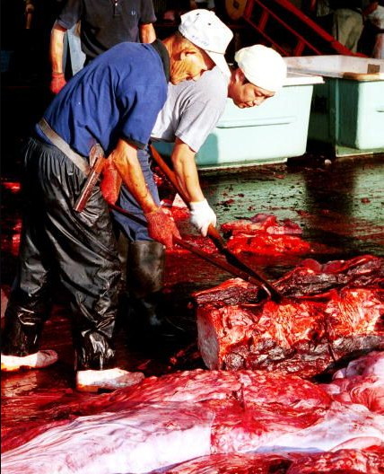 Cutting the whalemeat