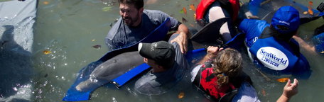 A bottlenose dolphin was rescued after becoming entangled in fishing line in the Ten Thousand Islands area off the coast of Southwest Florida. March, 2012