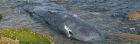 A beached juvenile sperm whale in Montauk, Long Island, USA.
