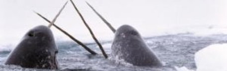 The unusual unicorn-like tusk of the narwhal whale turns out to be a sophisticated sensing organ, according to recent research studies.