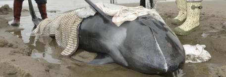 About 150 melon-headed whales beached themselves and became stranded on Japan's northeastern coast