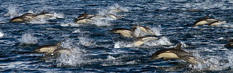 A huge population of Common Dolphins, that stretched out over 35 miles, indulged in a feeding frenzy off the coast of San Diego. February, 2013.