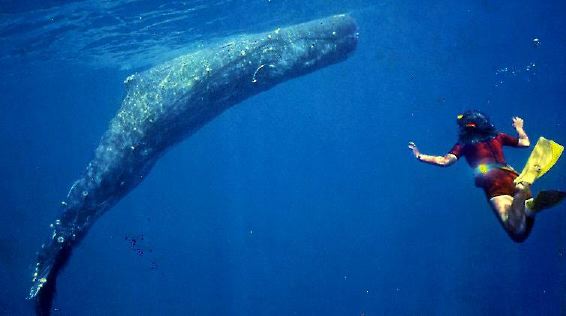 Lucia and the Whale