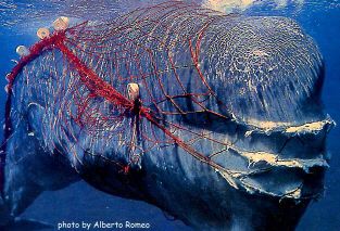Sperm Whale Trapped in Net