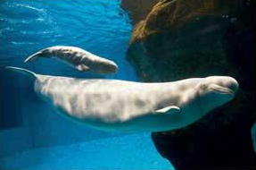 Beluga Whales