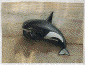 Whale Art