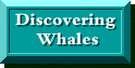 Discover Whales