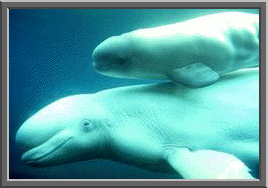 Beluga whale