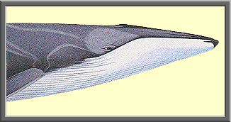 Fin whale image