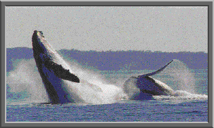 Humpback whale image