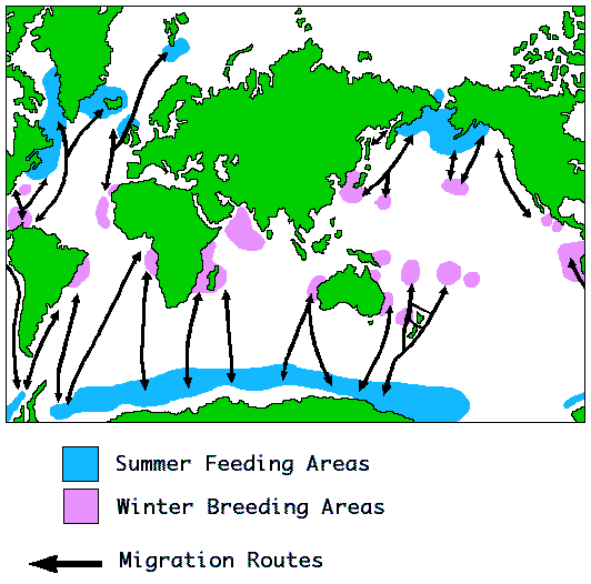 Humpback whale Migration info