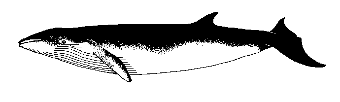 Minke whale image