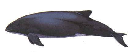 Burmeisters Porpoise image