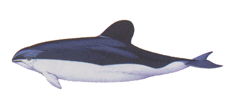 Spectacled Porpoise image