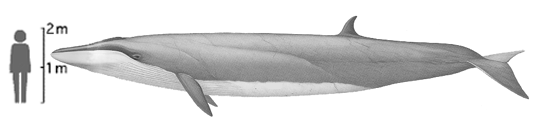 Sei whale image