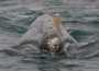 Gray whale Head