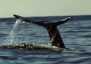 Gray whale tail