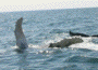 Humpback calf, Bay of Fundy