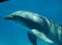 Bottlenose Dolphin