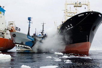 Whaling & Activest Vessels Clash