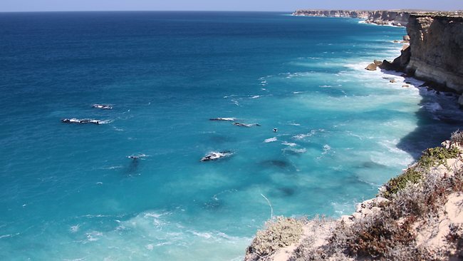 Great Australian Bight whales