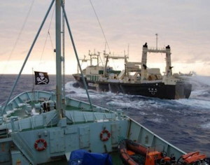 Sea Shepherd - Antarctic Whaling - Japan Whaling