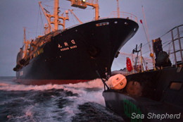 Sea Shepherd - Antarctic Whaling - Japan Whaling