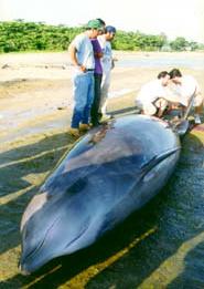 Beached whale